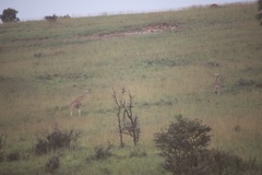 Giraffa camelopardalis rothschildi