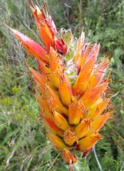 Mimetes pauciflorus