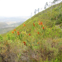Mimetes pauciflorus