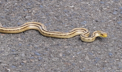 Elaphe quadrivirgata