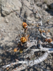 Pyrus elaeagrifolia