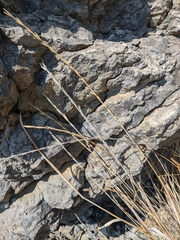 Thinopyrum elongatum