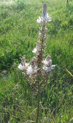 Asphodelus lusitanicus