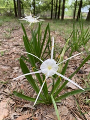 Hymenocallis liriosme