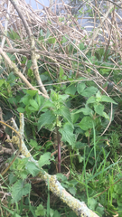 Lamium album