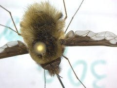 Bombylius major
