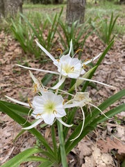 Hymenocallis liriosme