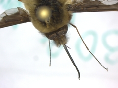 Bombylius major