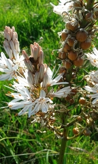 Asphodelus lusitanicus