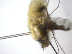 Bombylius major