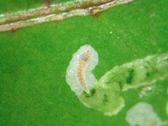 Eumetriochroa panacivermiforma
