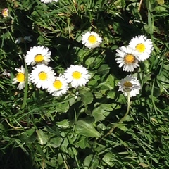 Bellis perennis