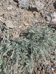 Artemisia taurica
