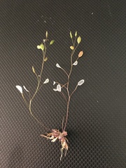 Tomostima platycarpa