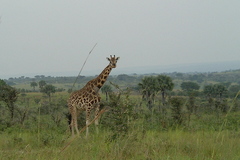 Giraffa camelopardalis rothschildi