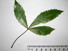 Eumetriochroa panacivermiforma