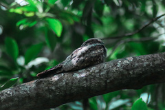 Caprimulgus jotaka