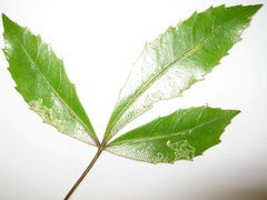 Eumetriochroa panacivermiforma