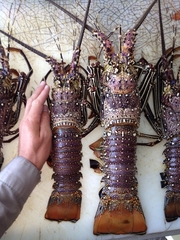 Panulirus femoristriga