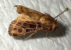 Sideridis reticulata
