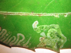 Eumetriochroa panacivermiforma