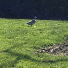 Columba palumbus