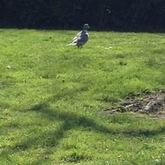 Columba palumbus