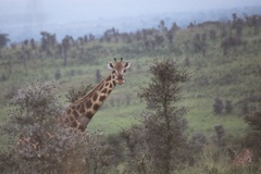 Giraffa camelopardalis rothschildi