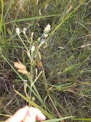 Symphyotrichum graminifolium