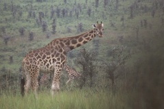 Giraffa camelopardalis rothschildi