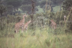Giraffa camelopardalis rothschildi