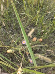 Symphyotrichum graminifolium