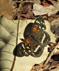 Anthanassa texana seminole