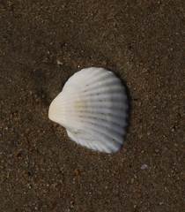 Tegillarca rhombea