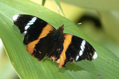 Epiphile eriopis