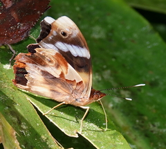 Epiphile eriopis