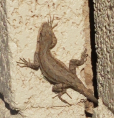 Urosaurus ornatus