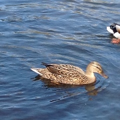Anas platyrhynchos