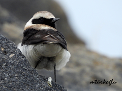 Oenanthe melanoleuca