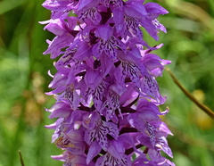 Dactylorhiza saccifera
