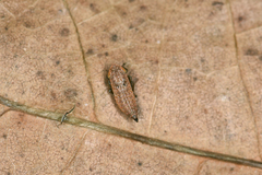 Thamnotettix exemtus