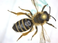 Melandrena