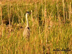 Ardea cinerea