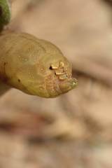 Macroglossum pyrrhosticta