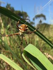 Argiope argentata