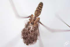 Smeringopus pallidus