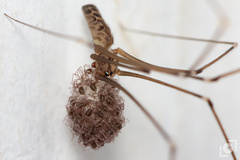 Smeringopus pallidus