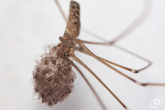 Smeringopus pallidus