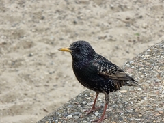 Sturnus vulgaris