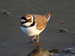 Charadrius dubius